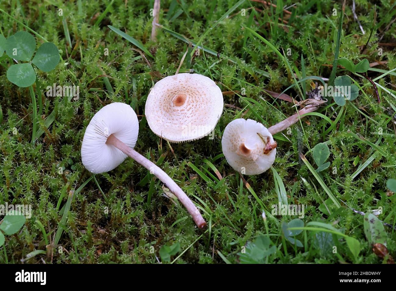 Lepiota cristata, commonly known as the stinking dapperling or the stinking parasol, wild mushroom from Finland Stock Photo