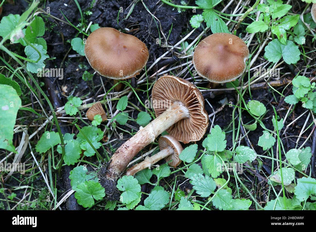 Cortinarius hinnuleus, known as Earthy Webcap, wild mushroom from Finland Stock Photo