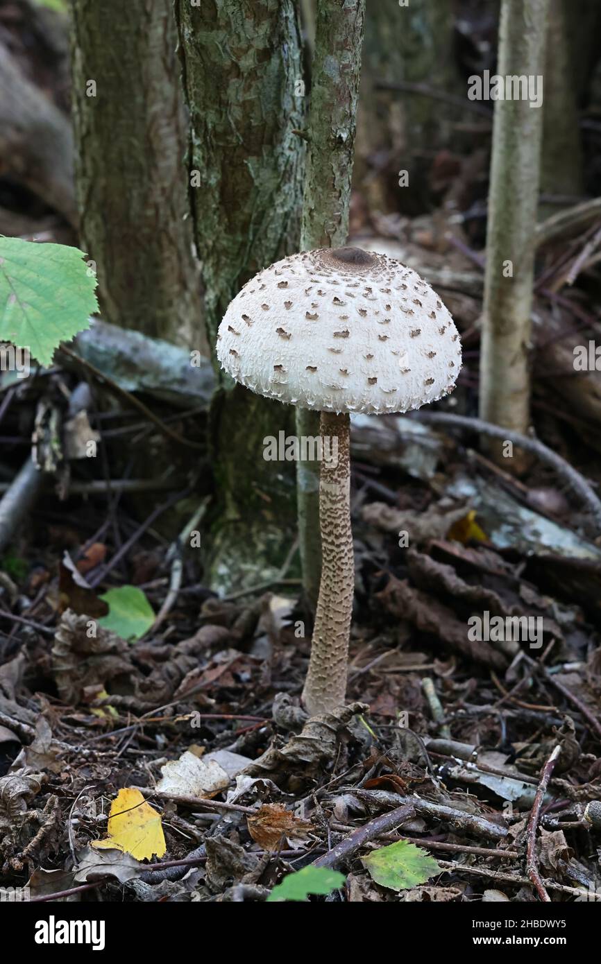 Macrolepiota procera, commonly known as the parasol mushroom, wild fungus from Finland Stock Photo