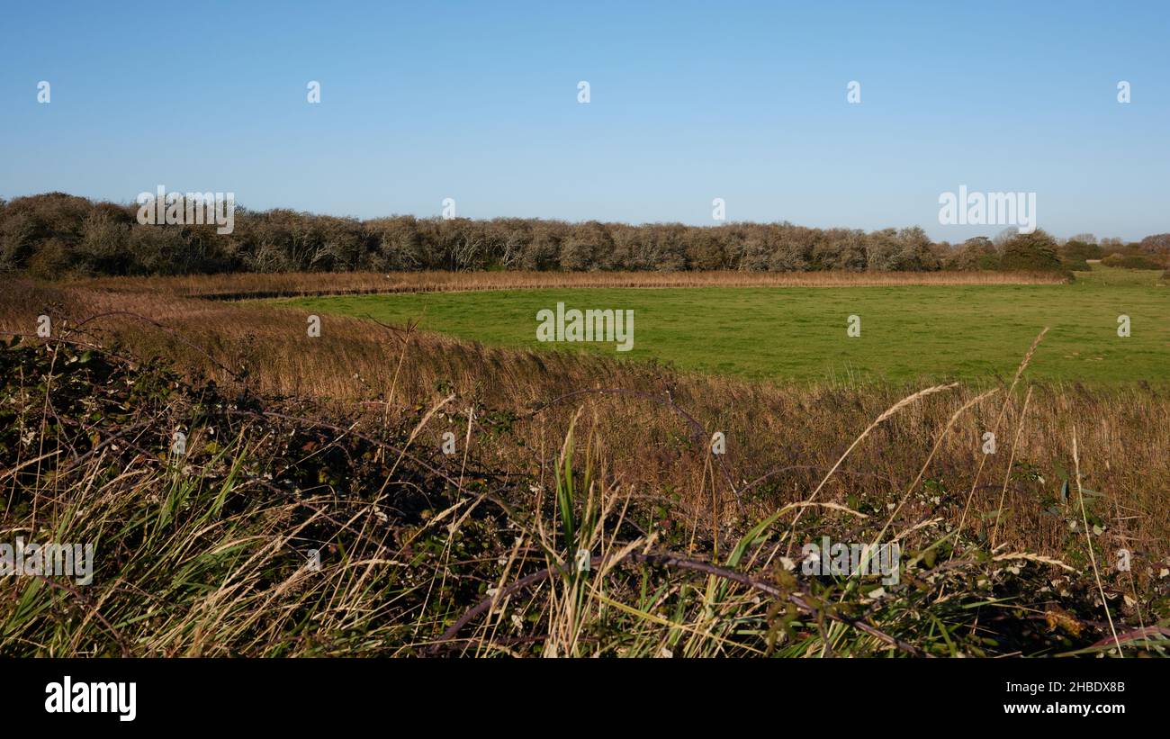 Reedbeds and farmland seen in Pagham harbour Nature Reserve in late