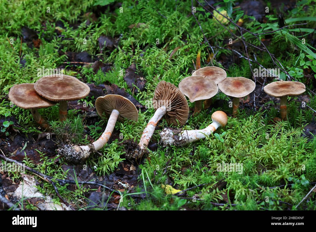 Cortinarius armillatus, known as the red-banded cortinarius, wild mushroom from Finland Stock Photo