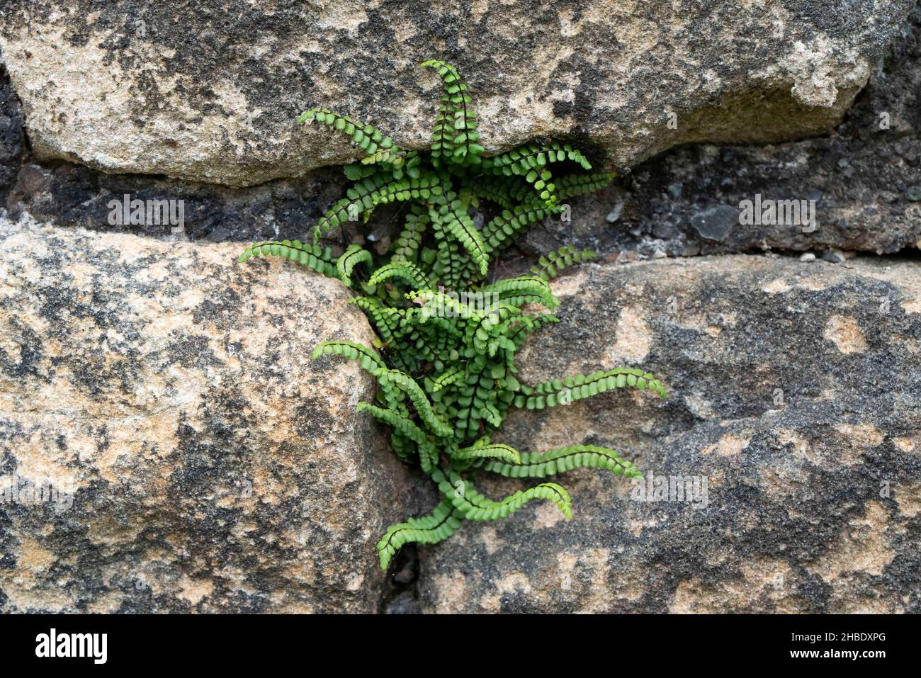 Maidenhair spleenwort Fern growing out of Hadrian's Wall, Northumberland. Stock Photo