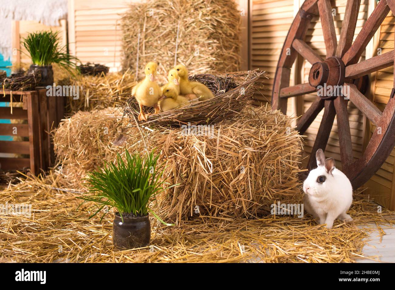 rabbit hay wheel