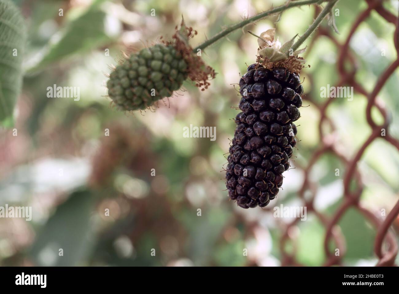 Close up of beautiful Blackberry early large-fruited (Karaka Black) on a blackberry bush, on a farm. Background fresh's young berries. Stock Photo