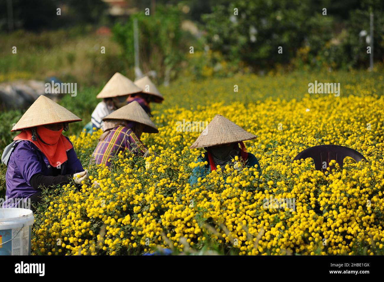 Daisy flower season Stock Photo Alamy