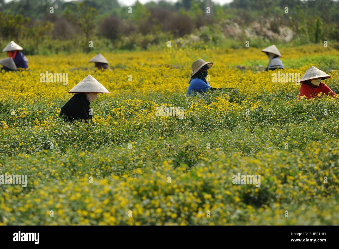Daisy flower season Stock Photo Alamy