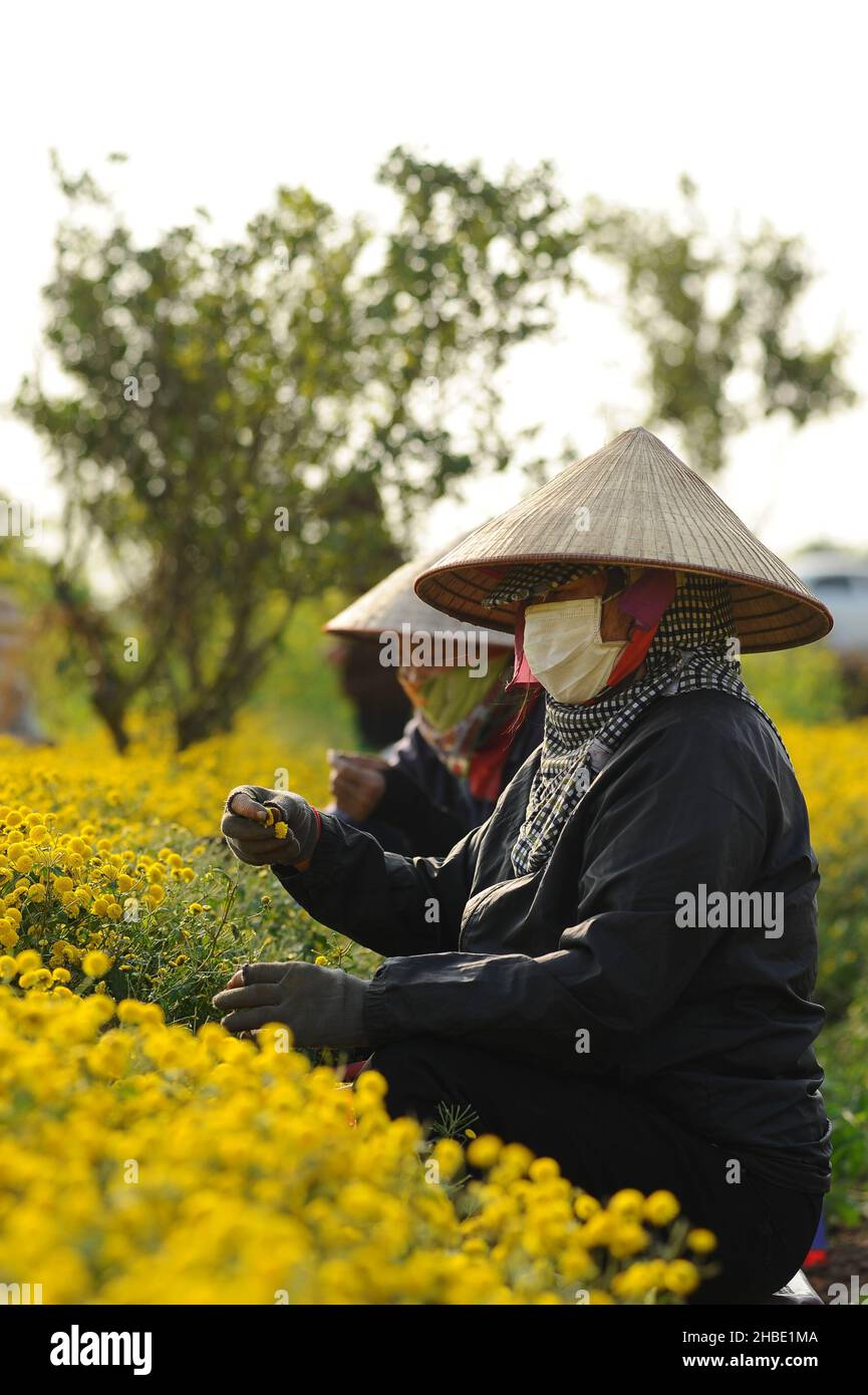 Daisy flower season Stock Photo Alamy