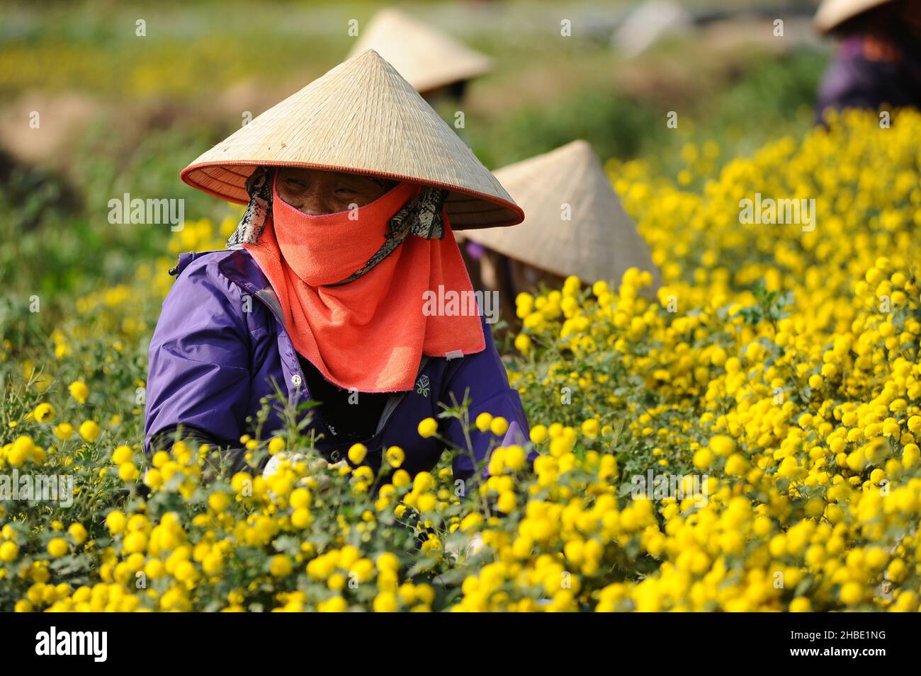 Daisy flower season Stock Photo Alamy