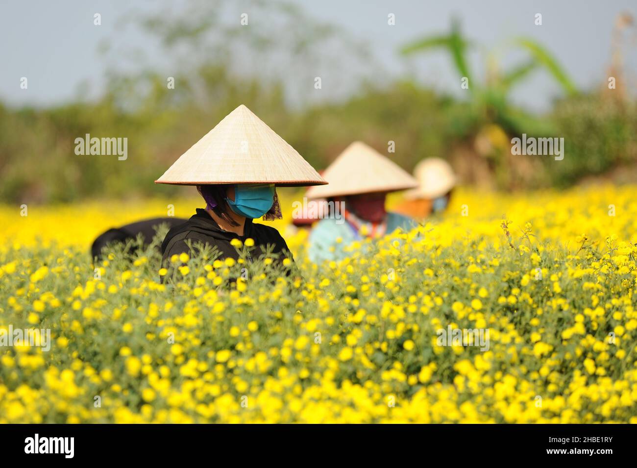 Daisy flower season Stock Photo Alamy