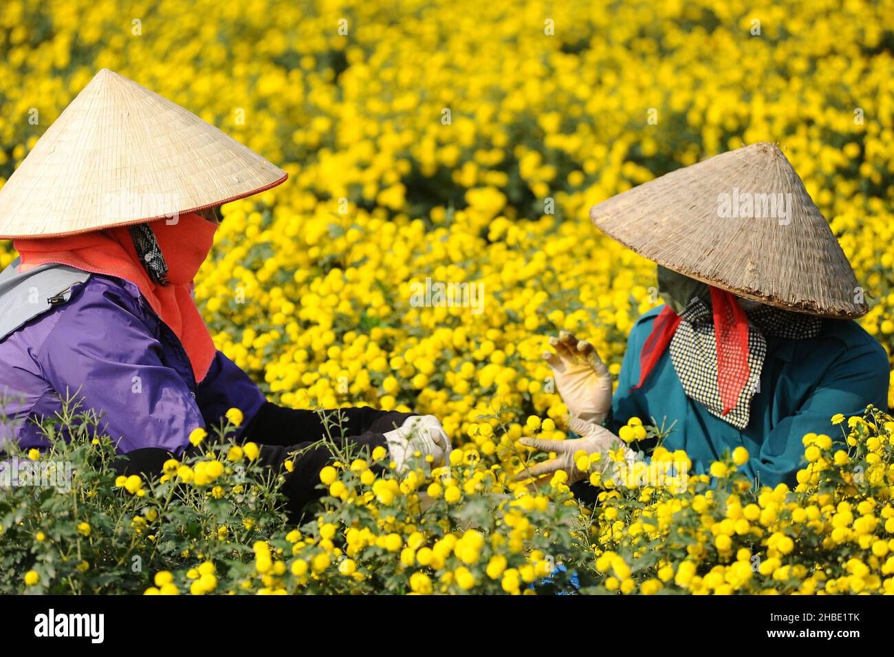 Daisy flower season Stock Photo Alamy