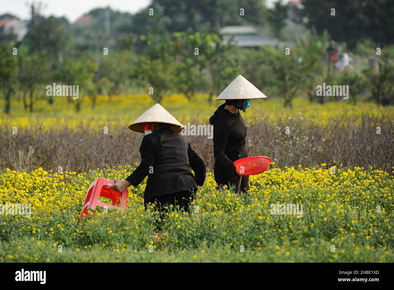 Daisy flower season Stock Photo Alamy