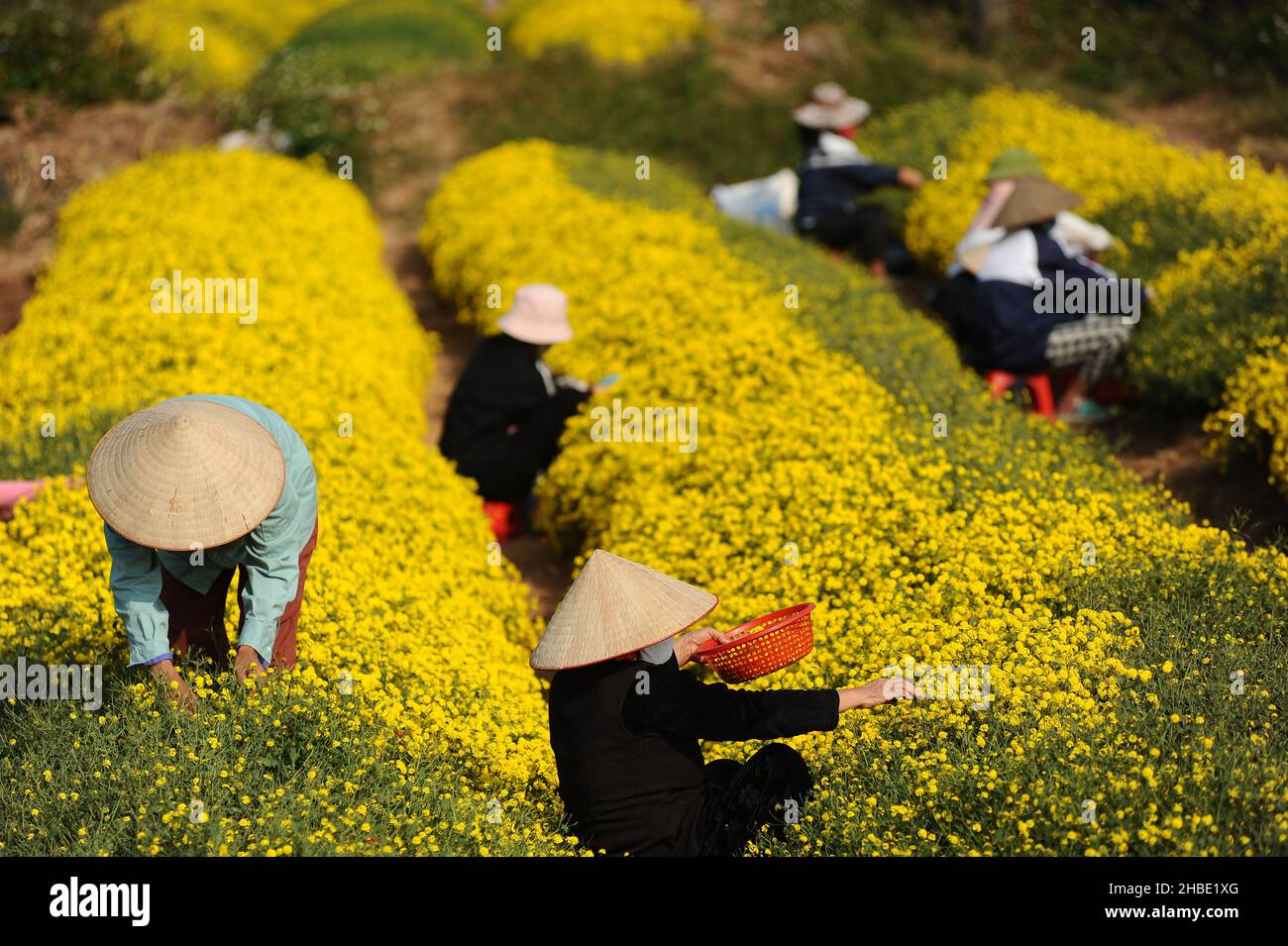 Daisy flower season Stock Photo Alamy