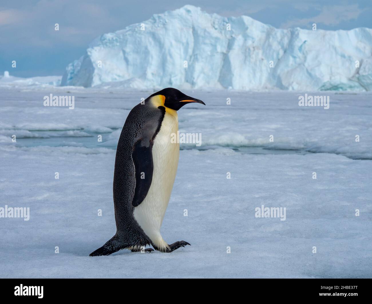 Antarctica an emperor penguin hi-res stock photography and images - Alamy