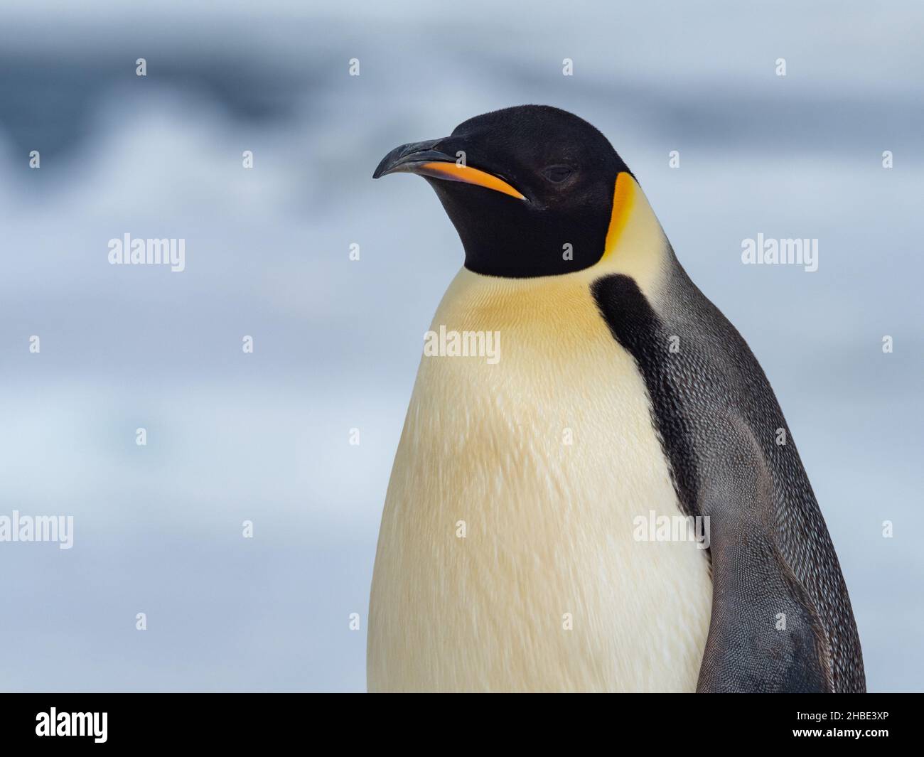 Antarctica an emperor penguin hi-res stock photography and images - Alamy