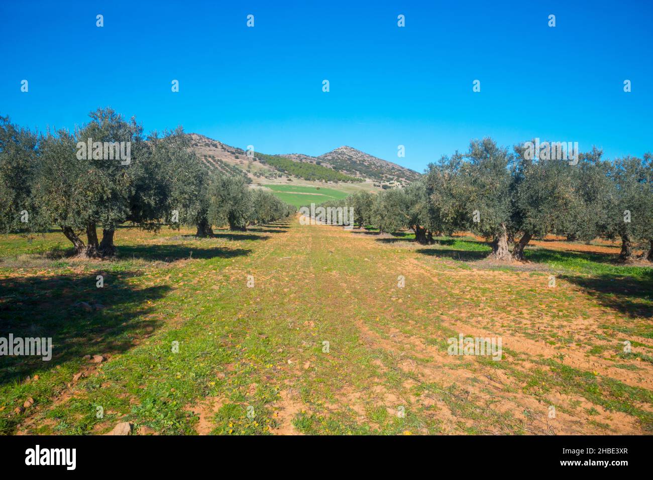 Olive grove. Fuente El Fresno, Ciudad Real province, Castilla La Mancha, Spain. Stock Photo