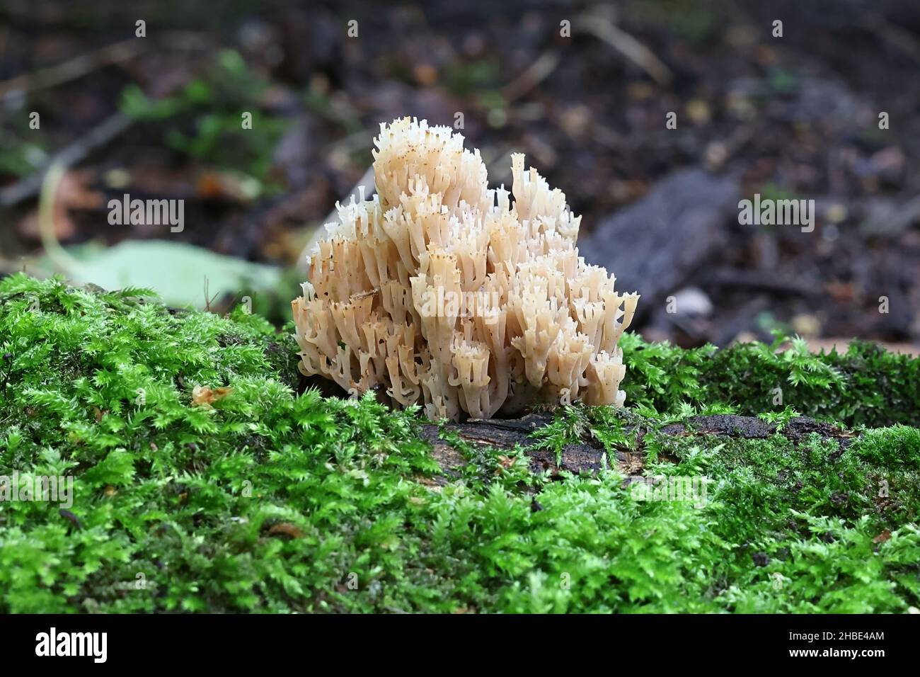 Artomyces pyxidatus, known as crown coral, crown-tipped coral fungus or candelabra coral, wild mushroom from Finland Stock Photo