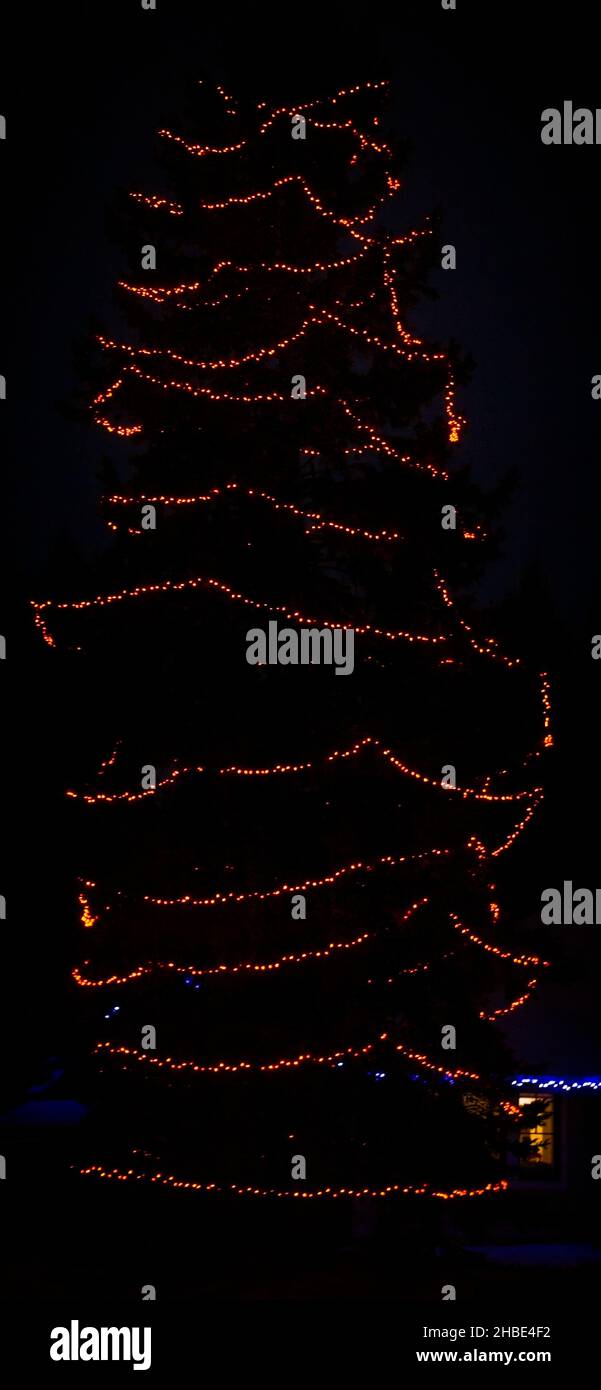 Christmas trees Calgary Alberta Stock Photo Alamy