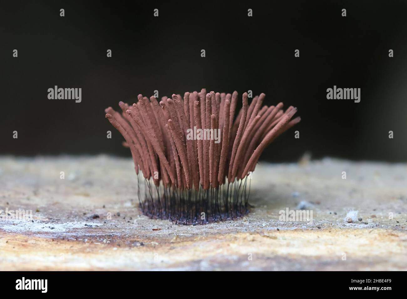 Stemonitis lignicola, known as the chocolate tube slime mold or mould Stock Photo