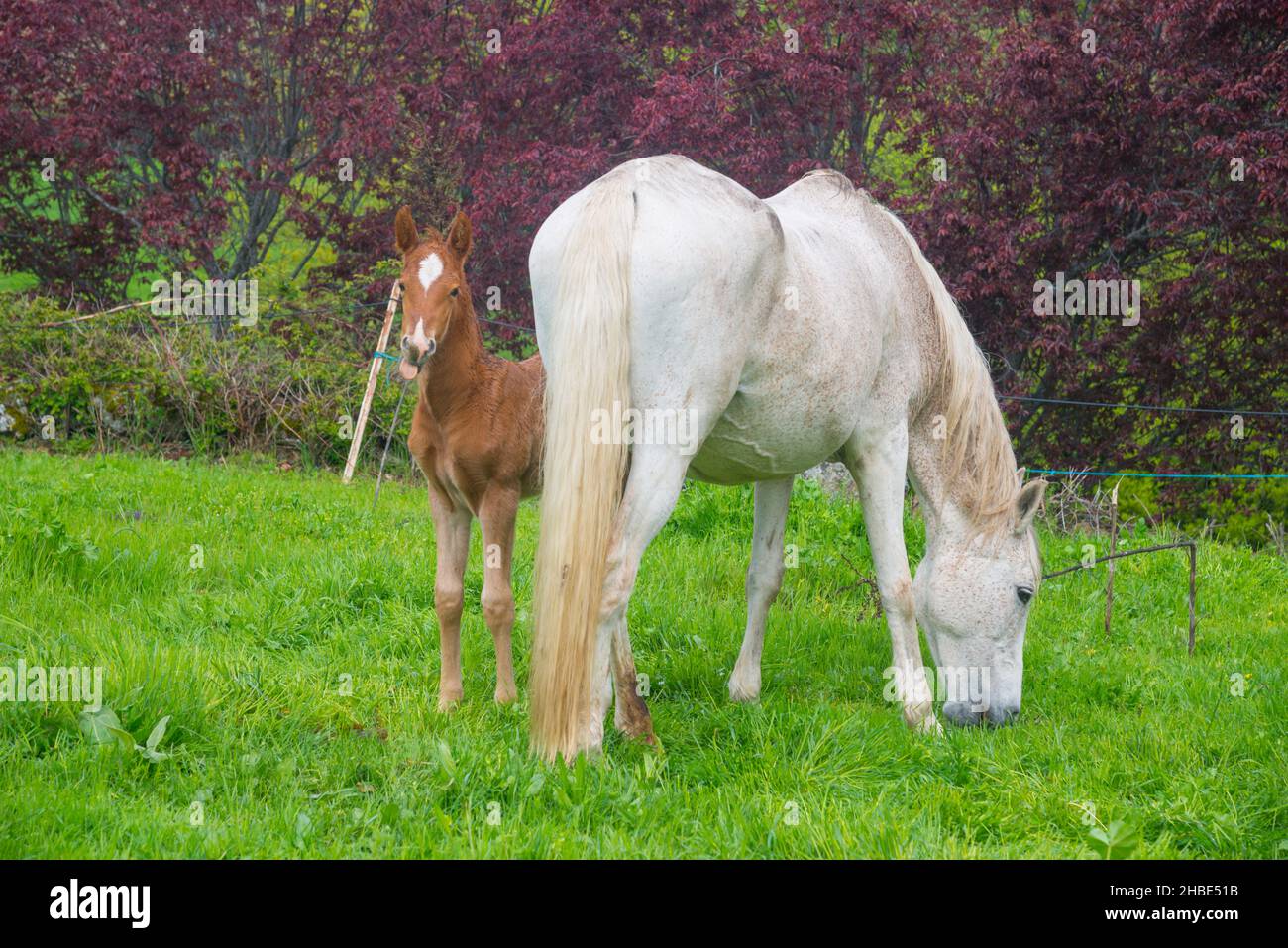 Mare with her colt in a meadow. Stock Photo