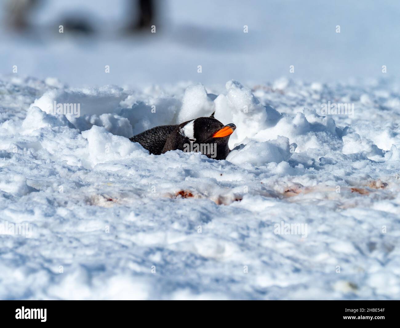 Gentoo Penguin, Pygoscelis papua, buried at its nest due to heavy snow, Pleneau island, Antarctic Peninsula Stock Photo