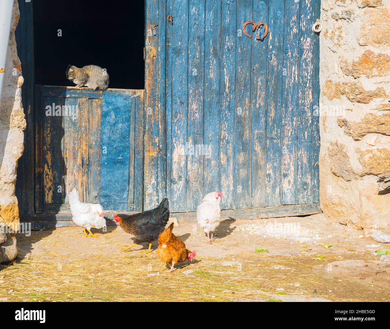 Cat and hens in a farm. Stock Photo