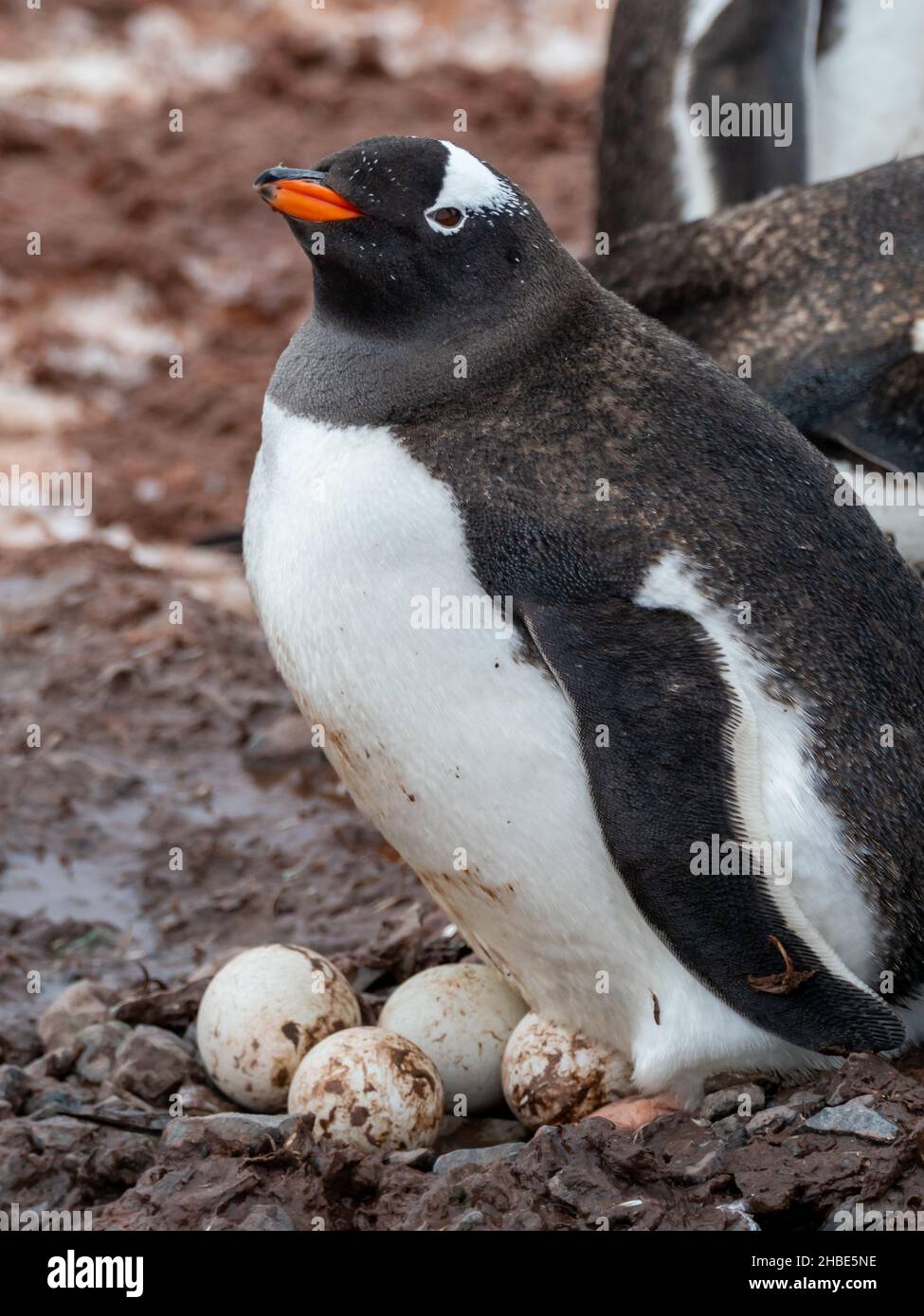Gentoo Penguin, Pygoscelis papua, with four eggs at Neko Harbor, Antarctic Peninsula Stock Photo