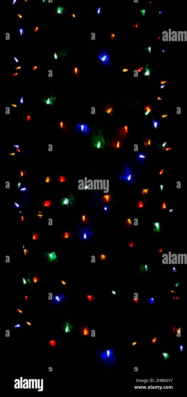 Christmas trees Calgary Alberta Stock Photo Alamy