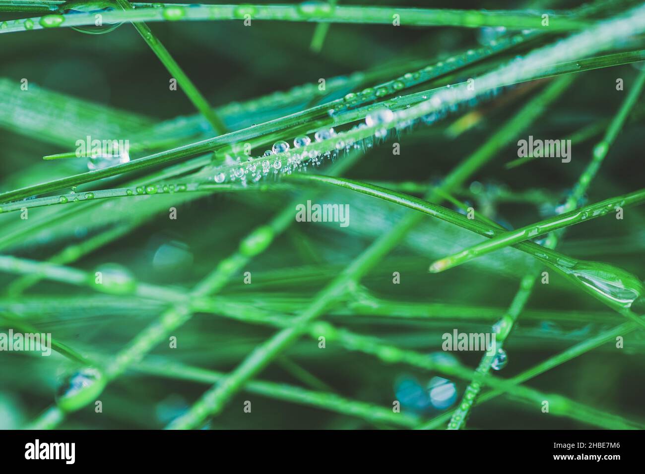Nature Background with Fresh green grass with dew drops closeup Stock ...