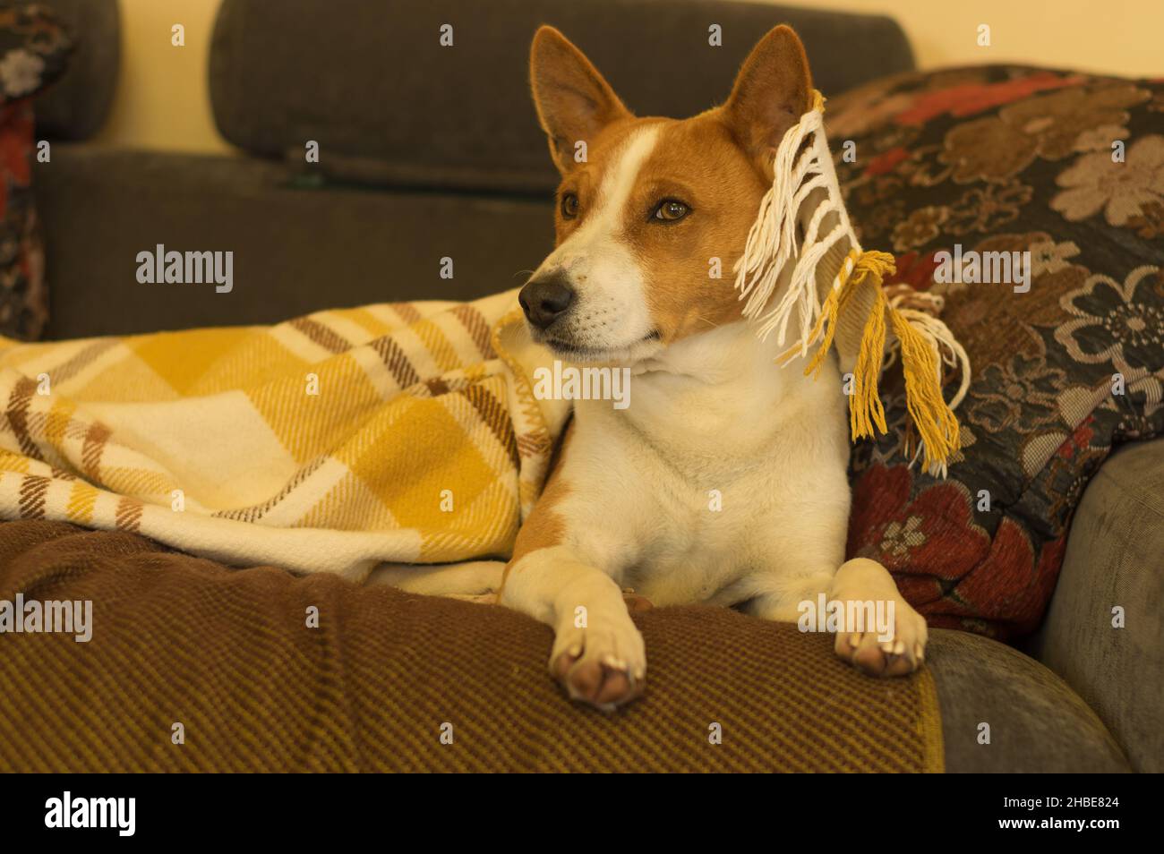 Indoor portrait of senior basenji dog resting in human sofa under ...