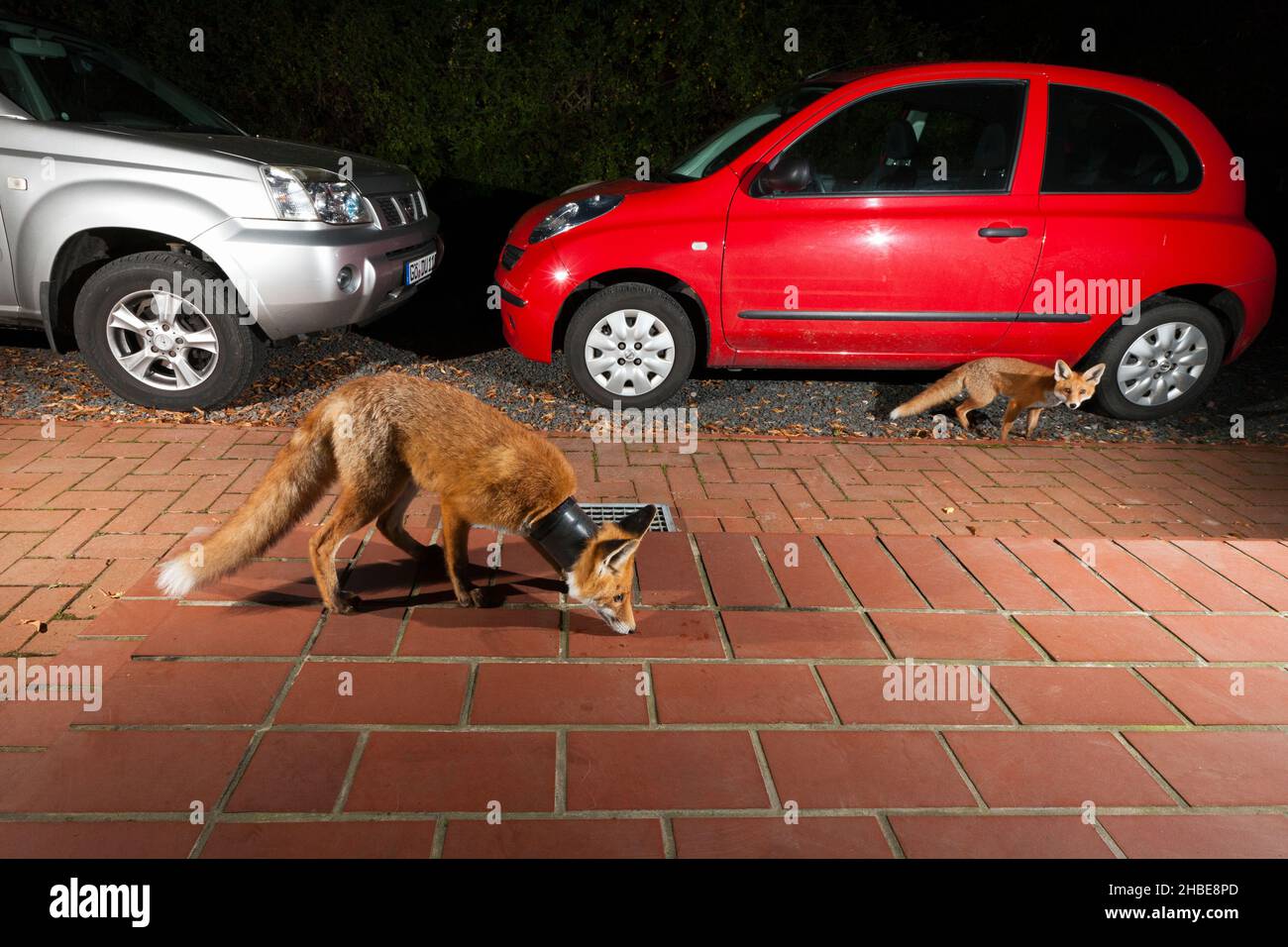European red fox, (Vulpus vulpus), two in house premises, one with plant pot around its neck, searching for food, Lower Saxony, Germany Stock Photo
