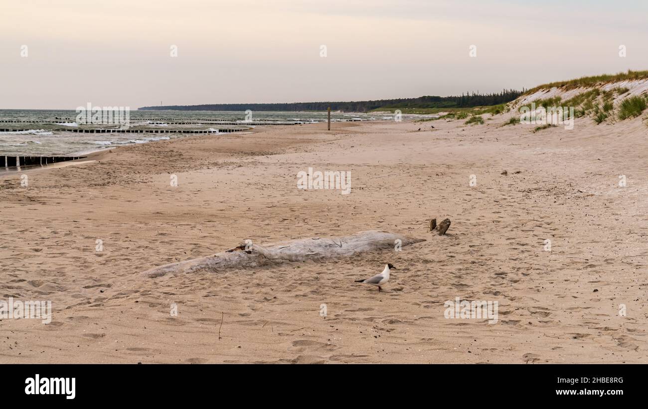 Evening at the beach in Ahrenshoop, Mecklenburg-Western Pomerania, Germany Stock Photo