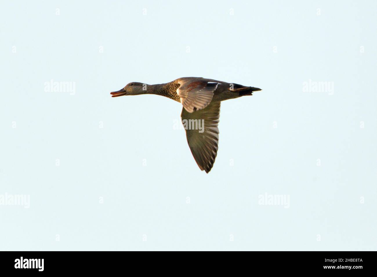 Female European Gadwall duck (Anas strepera) flight, calling, island of Texel, Holland, Europe Stock Photo