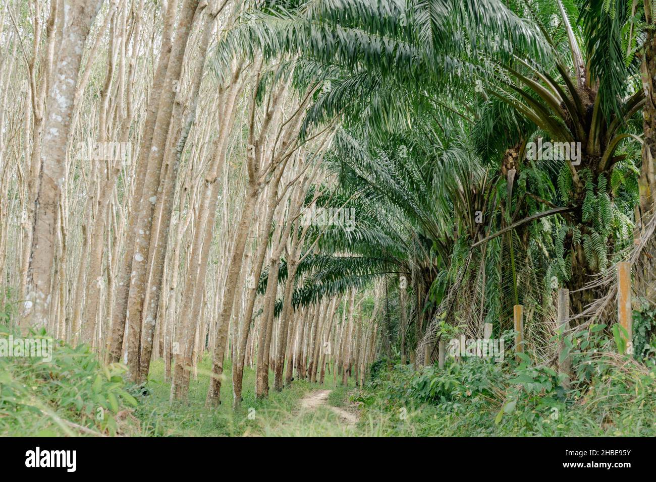 Natural rubber tree plantations and palm oil asia tropical rainforest