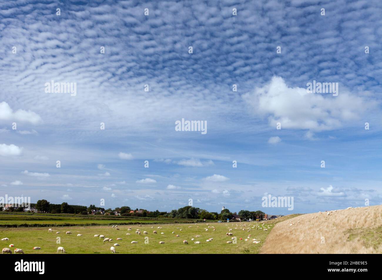 Texel sheep on meadow, behind sea dyke, Island of Texel, Holland, Europe Stock Photo