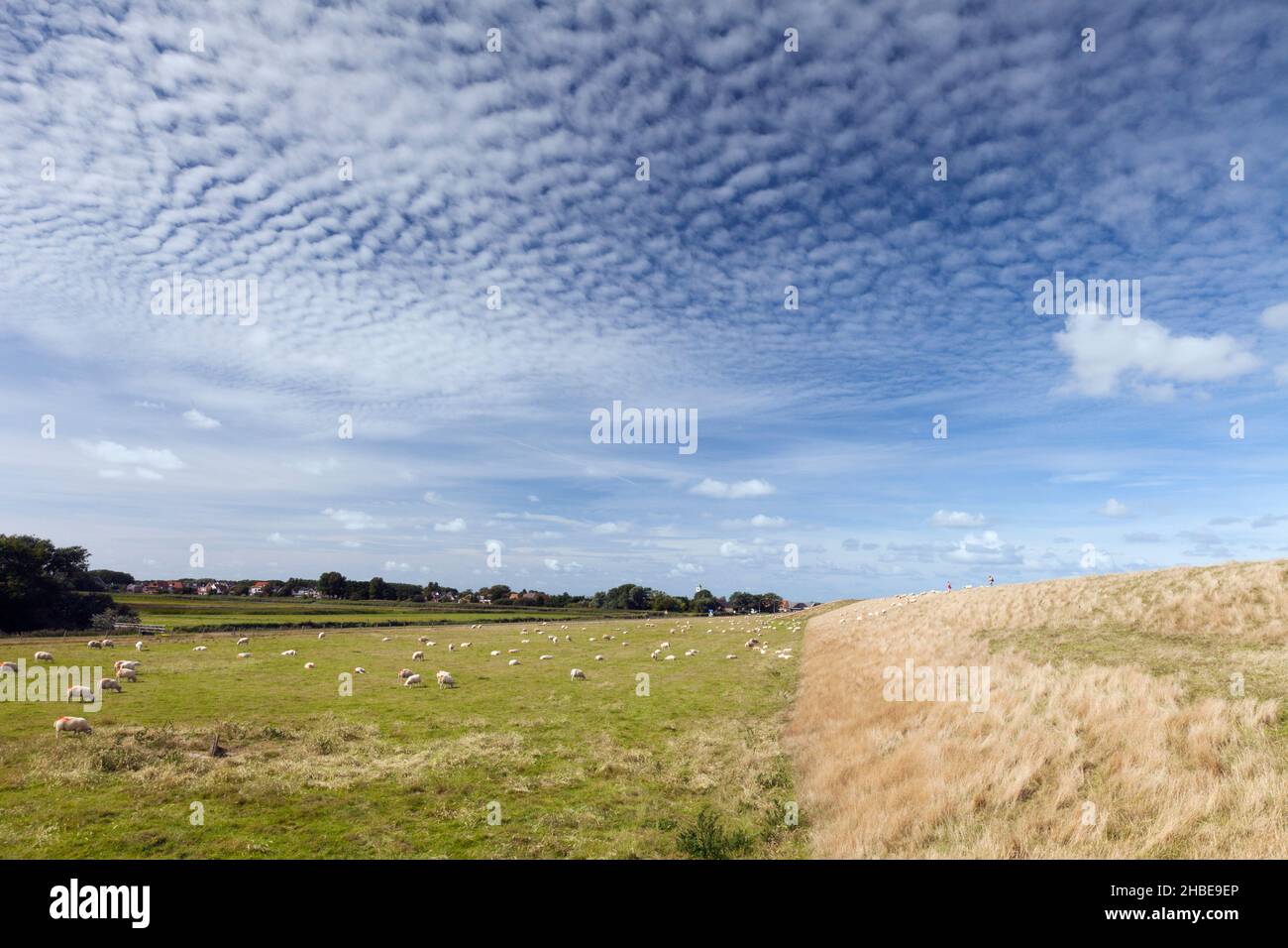 Texel sheep on meadow, behind sea dyke, Island of Texel, Holland, Europe Stock Photo