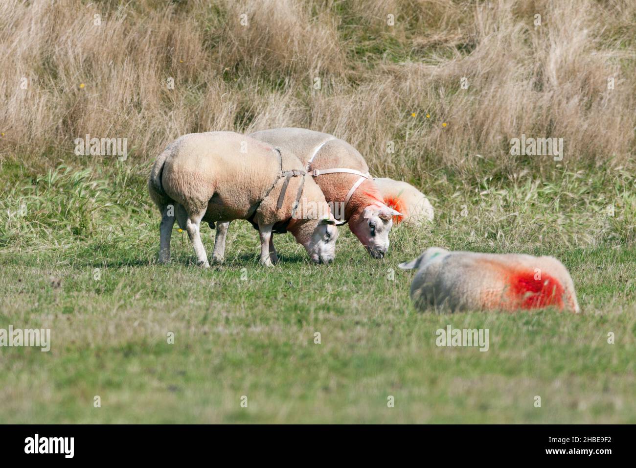 Texel sheep, two rams wearing each a raddle, on meadow with ewes, Island of Texel, Holland, Europe, Stock Photo