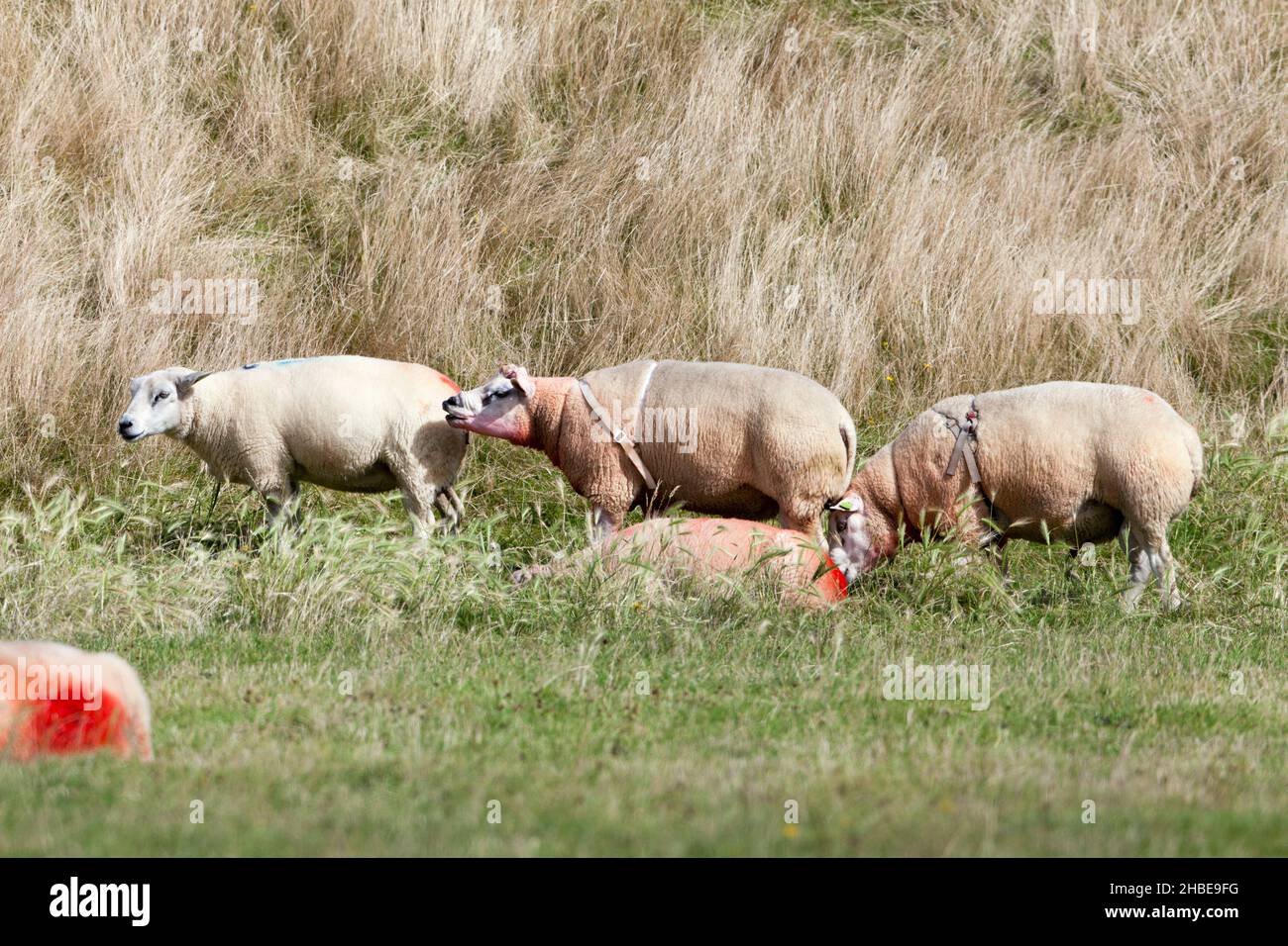 Texel sheep, two rams wearing each a raddle, on meadow with ewes, Island of Texel, Holland, Europe, Stock Photo