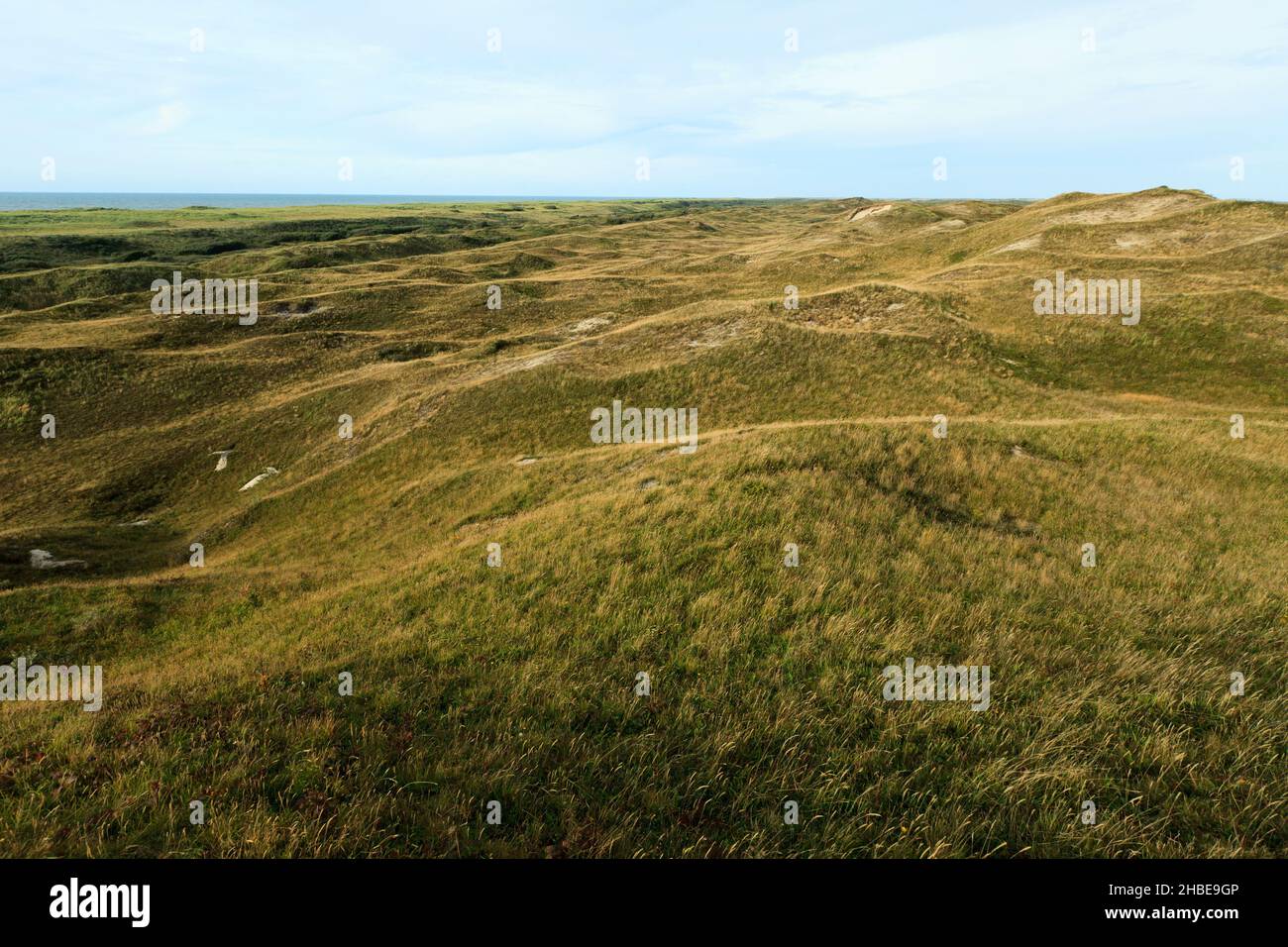 Sand dunes, well established and inland from present coastline, overgrown with vegetation, Island of Texel, Holland, Europe, Stock Photo