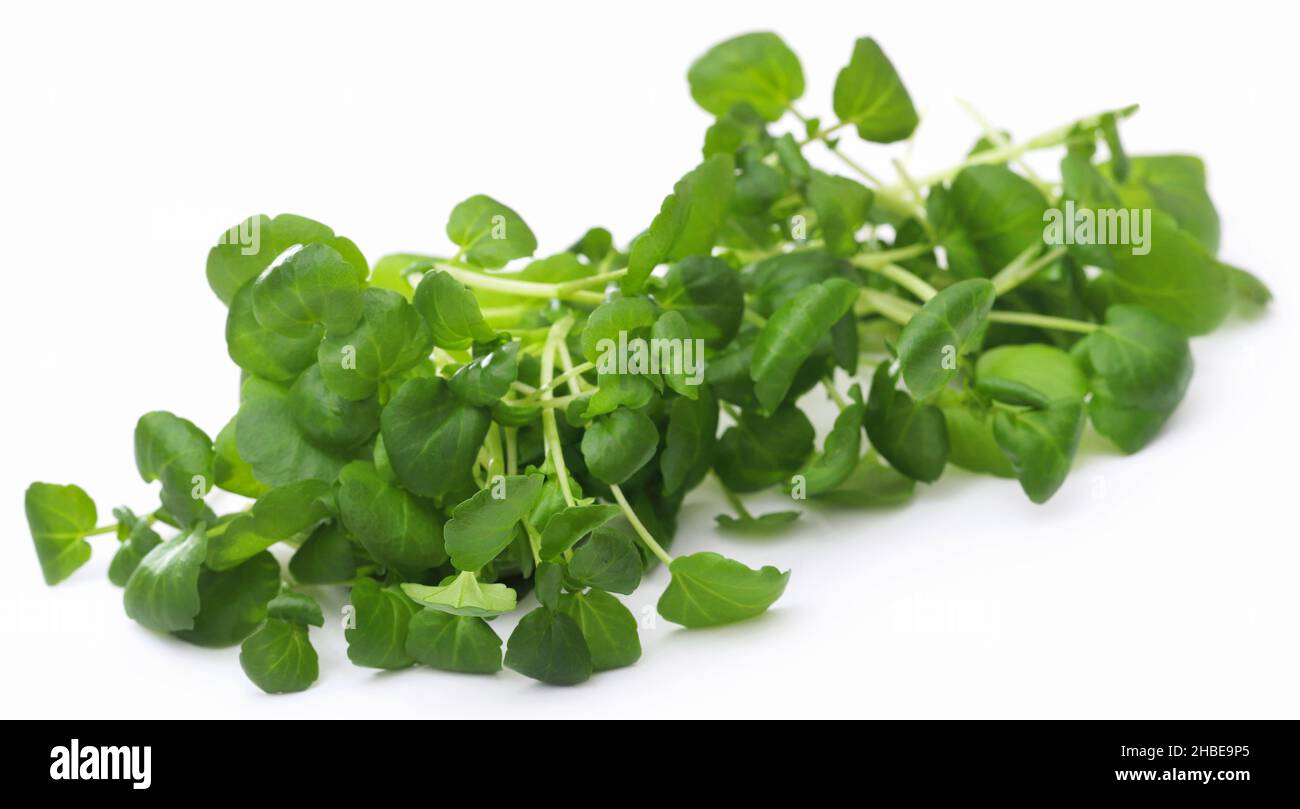 Water cress hi-res stock photography and images - Alamy