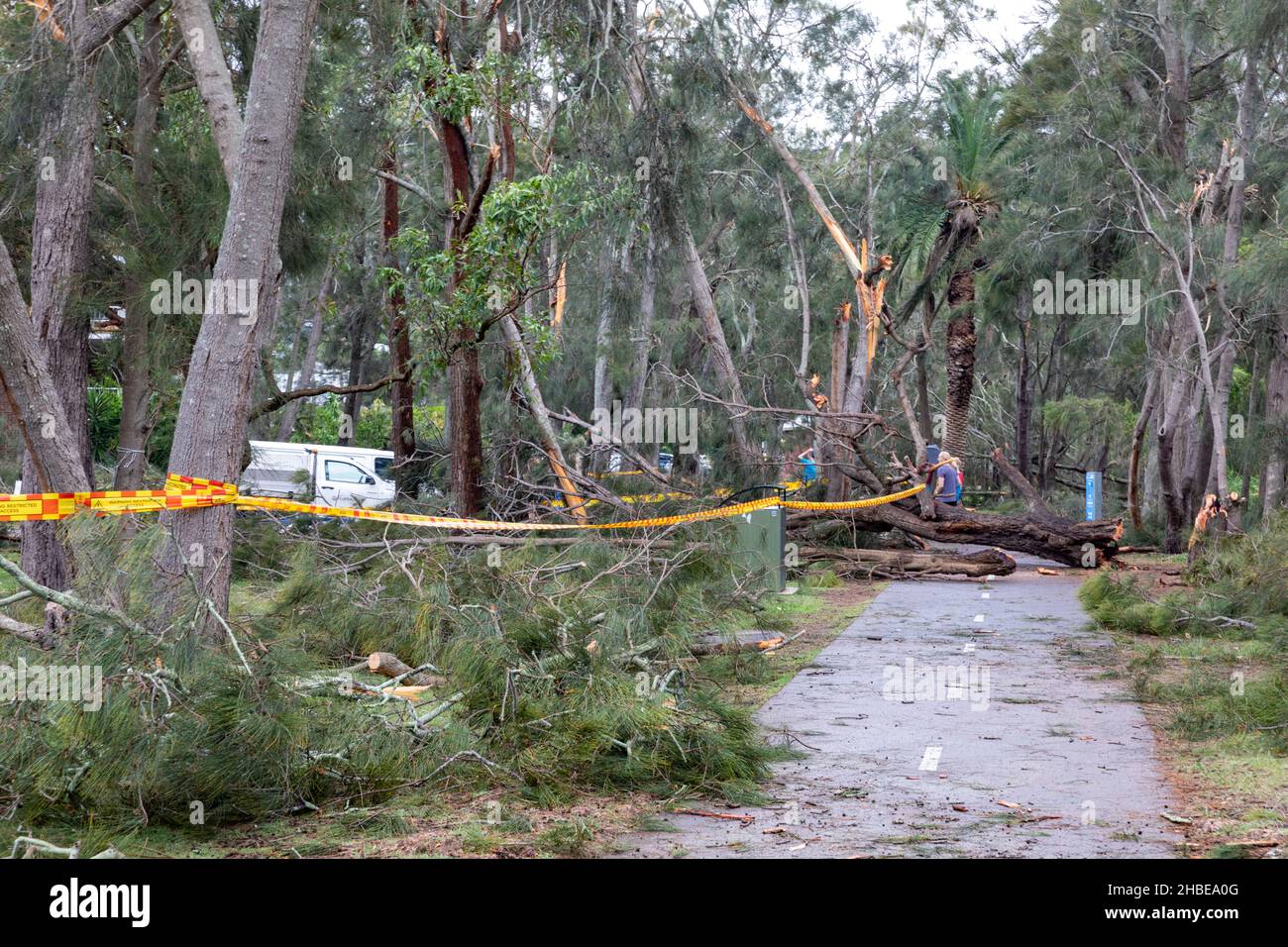 Sydney northern beaches hit by freak storm, power lines down, trees down, one fatality, trees around Narrabeen Lake uprooted,Narrabeen area,NSW Stock Photo