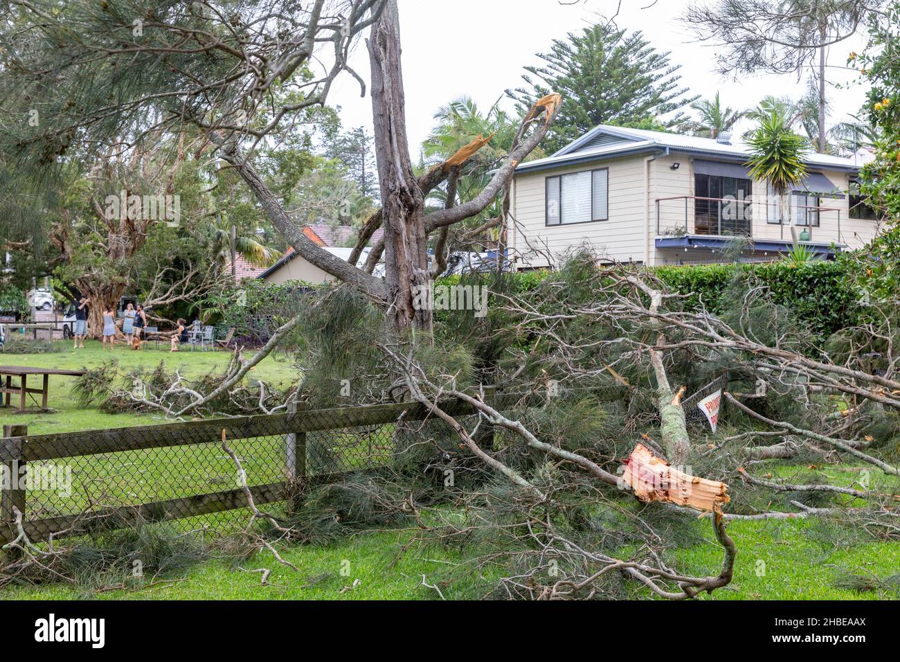 Sydney northern beaches hit by freak storm, power lines down, trees down, one fatality, trees around Narrabeen Lake uprooted,Narrabeen area,Australia Stock Photo
