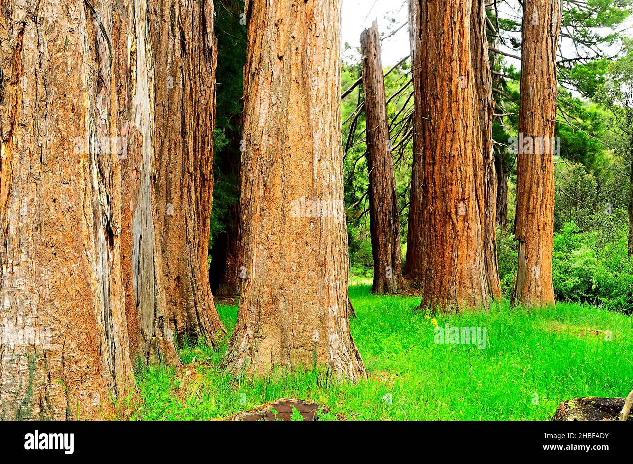 A tree is a plant with a woody stem that branches off at a certain ...