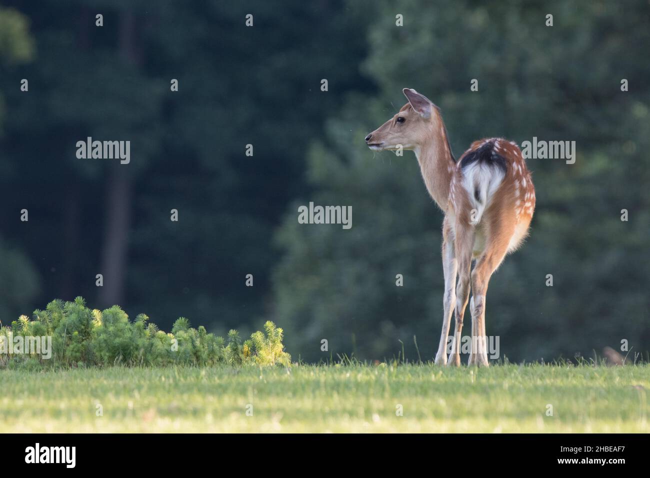 Roe deer antler walking hi-res stock photography and images - Alamy