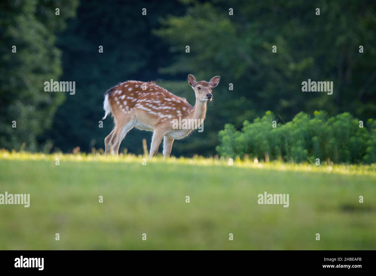 Roe deer antler walking hi-res stock photography and images - Alamy
