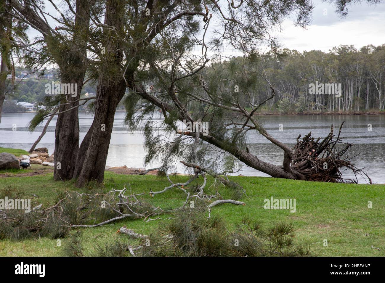 Sydney northern beaches hit by freak storm, power lines down, trees down, one fatality, trees around Narrabeen Lake uprooted,Narrabeen area,NSW Stock Photo