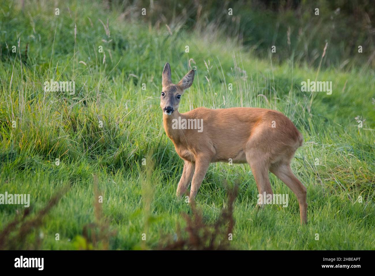 Roe deer antler walking hi-res stock photography and images - Alamy
