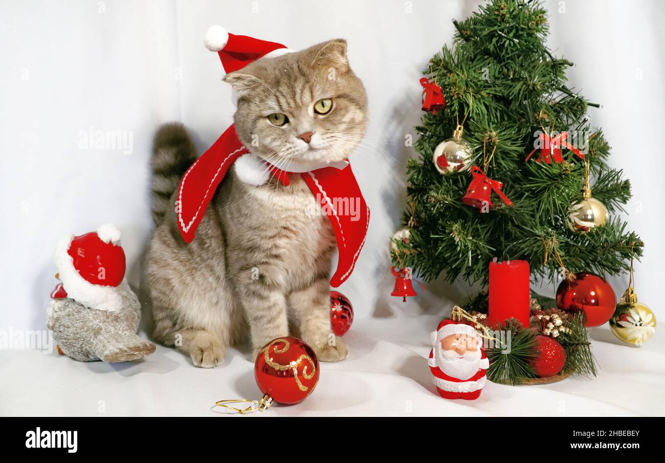A cute Christmas cat. Christmas and New Year celebration concept ...