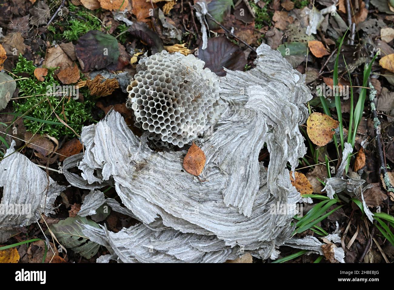 Hexagonal structure of wasp nest made of cellulose Stock Photo - Alamy