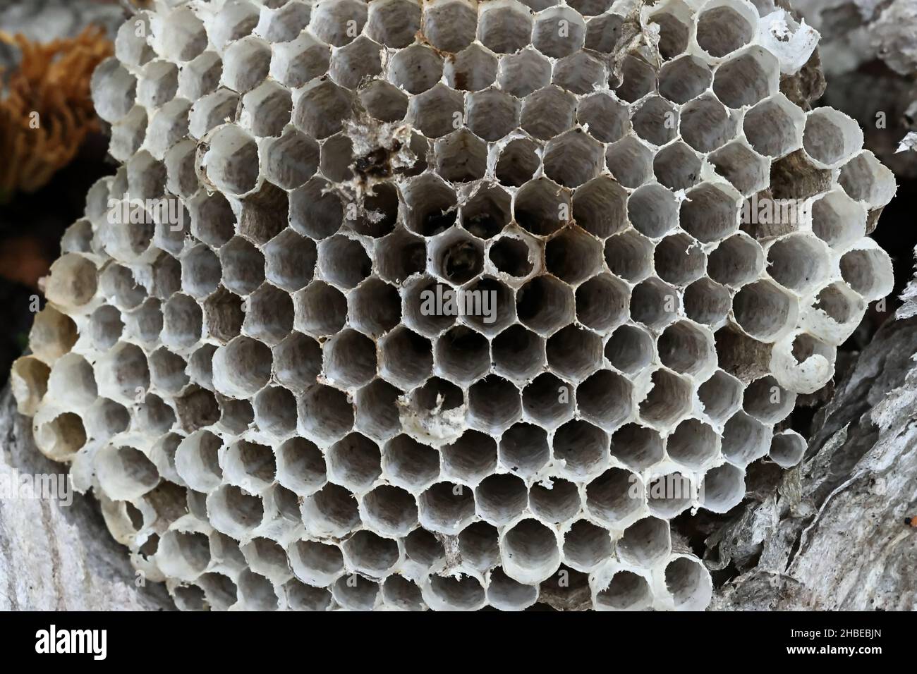 Hexagonal structure of wasp nest made of cellulose Stock Photo