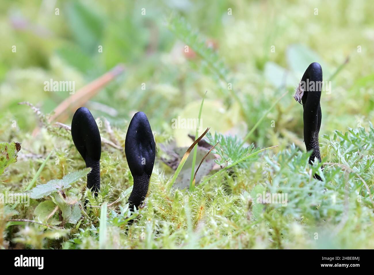 Geoglossum umbratile, also called Geoglossum nigritum, Plain Earthtongue, wild fungus from Finland Stock Photo